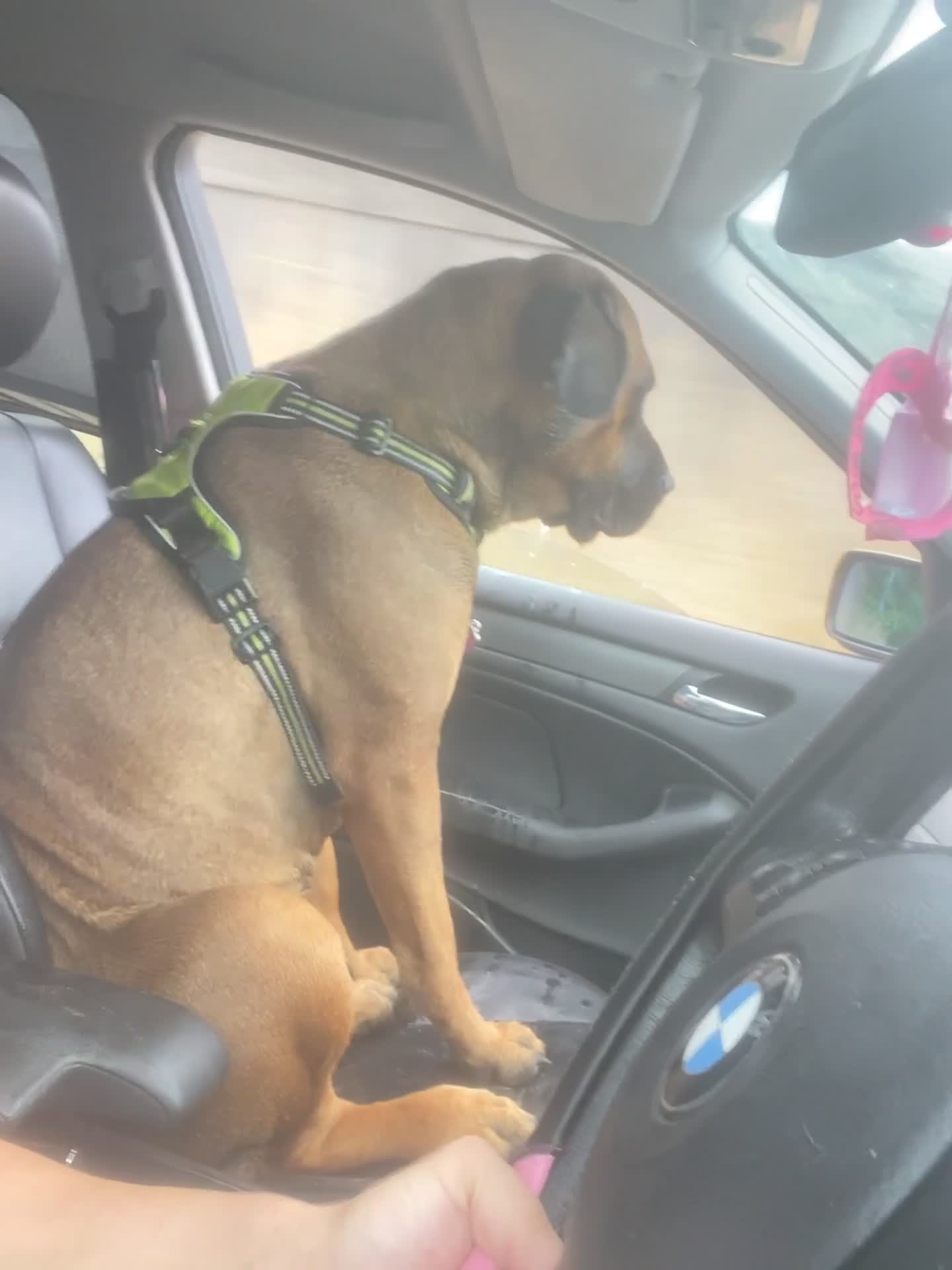 Presa Canario dogs for sale: Bonnie 4 yr old presa canario  in Llanelli - Video 2