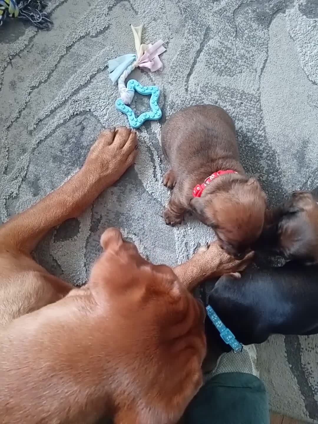 Miniature Dachshund dogs for sale: 3 gorgeous mini Dachshunds - Video 5