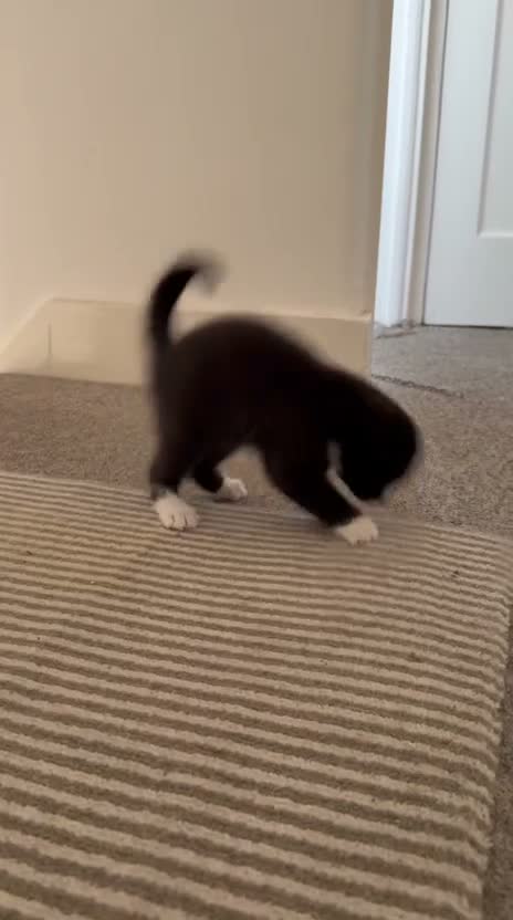 Scottish Fold cats for sale: 🤎🤍 Scottish Girls Seeking Loving Homes in London - Video 3