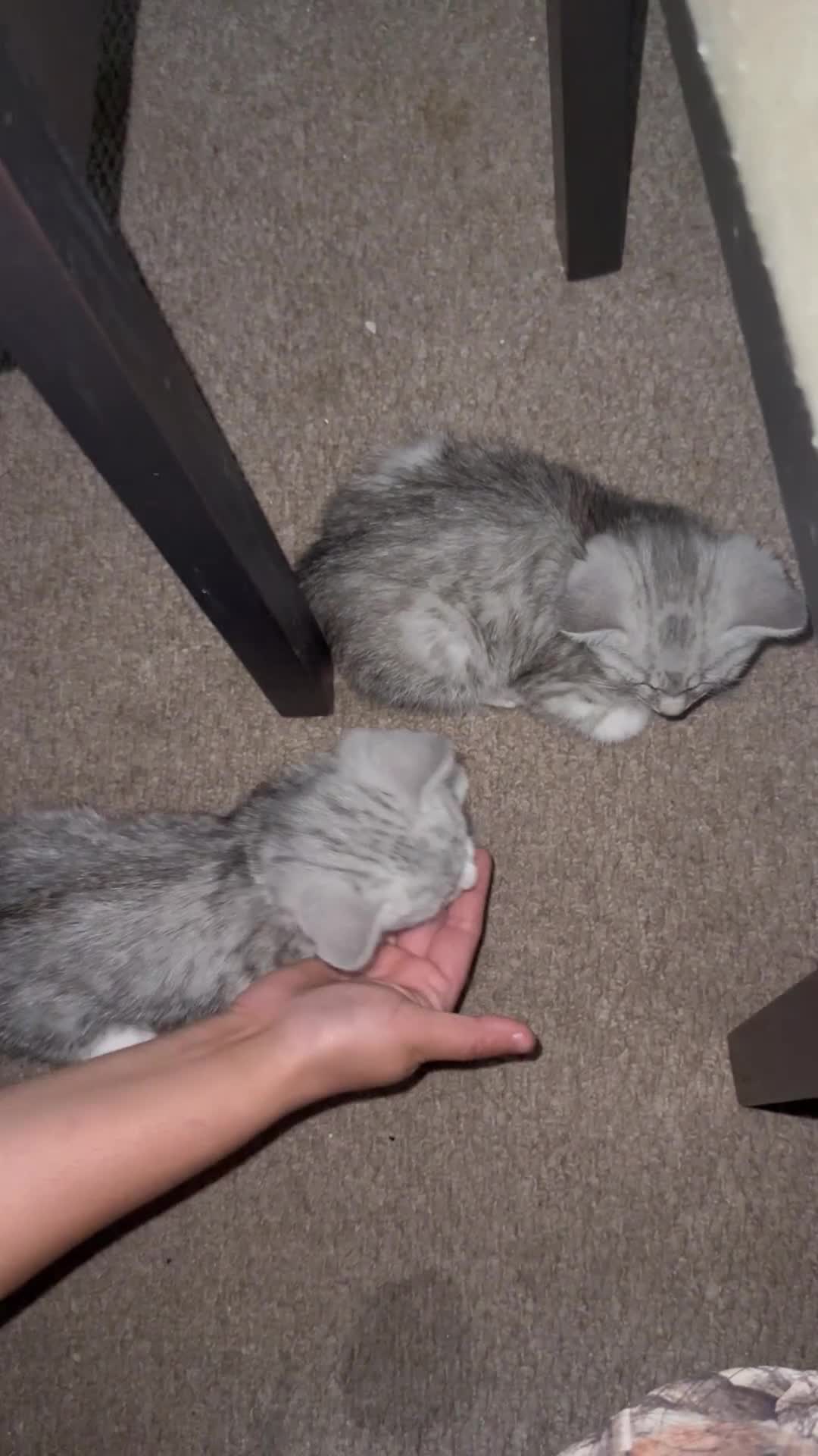 British Shorthair cats for sale: BIG EYES, British short hair mix in Rugby - Video 1