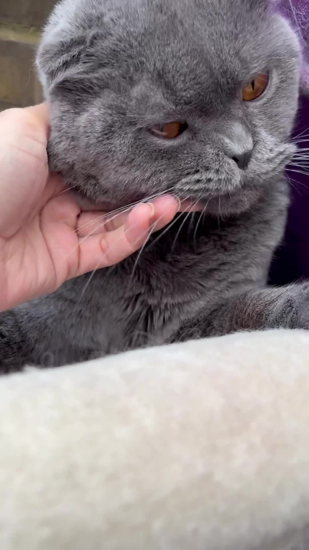 Persian cats for sale: Female and Male cat for Rehome.  - Video 1