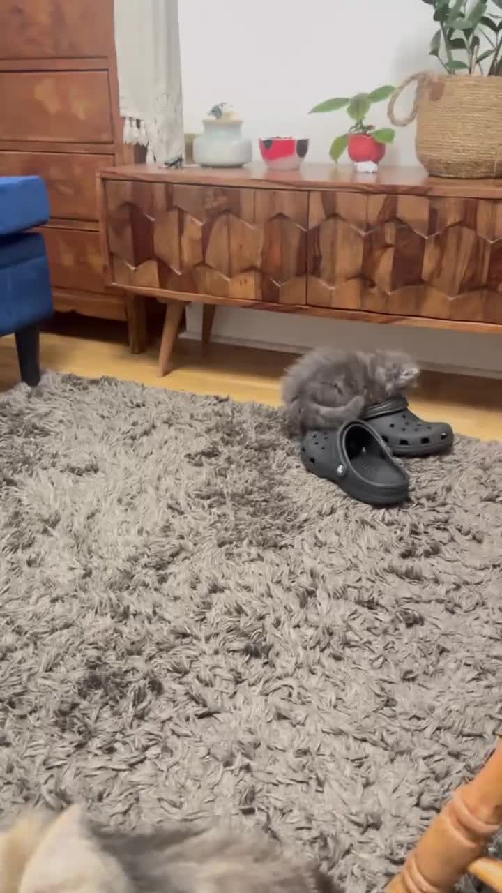 Persian cats for sale: Pure breed Rare Colors White Grey Persian Kitten - Video 1