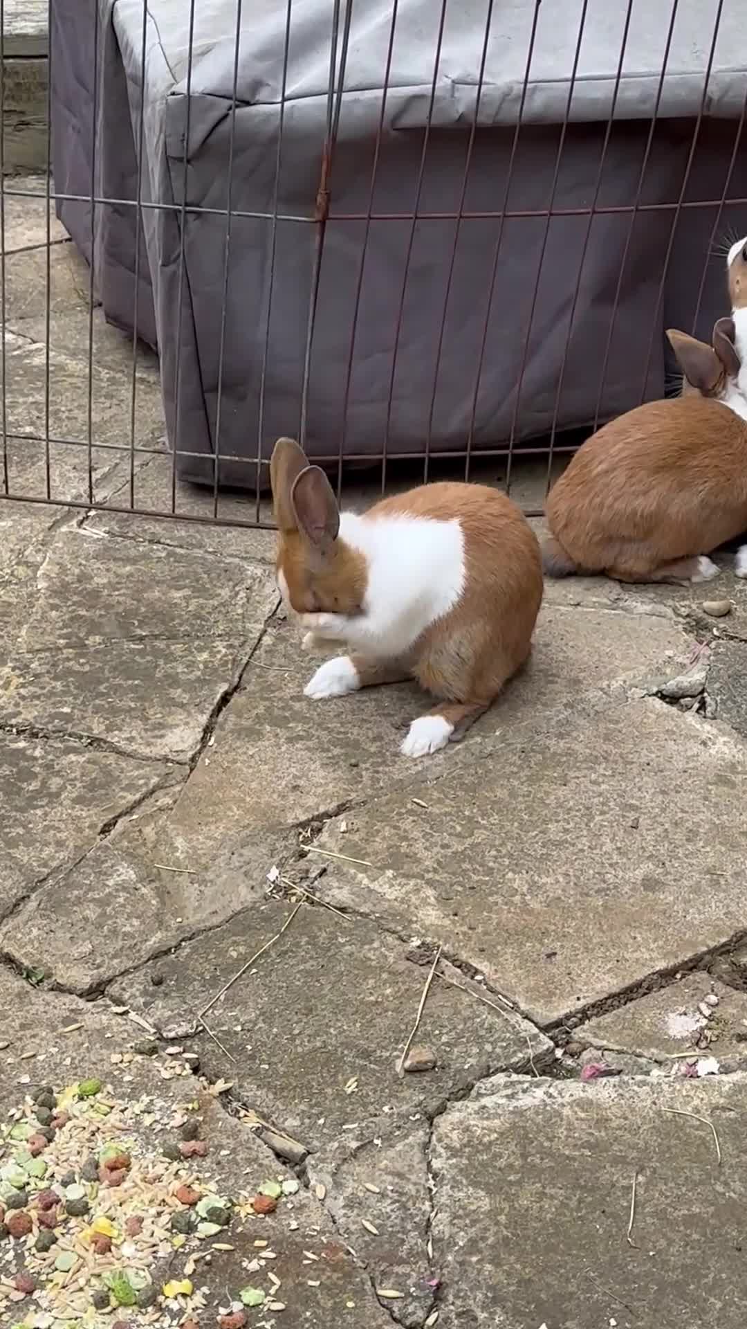 Dutch rabbits for sale: Dutch baby bunnies 8 weeks  - Video 2