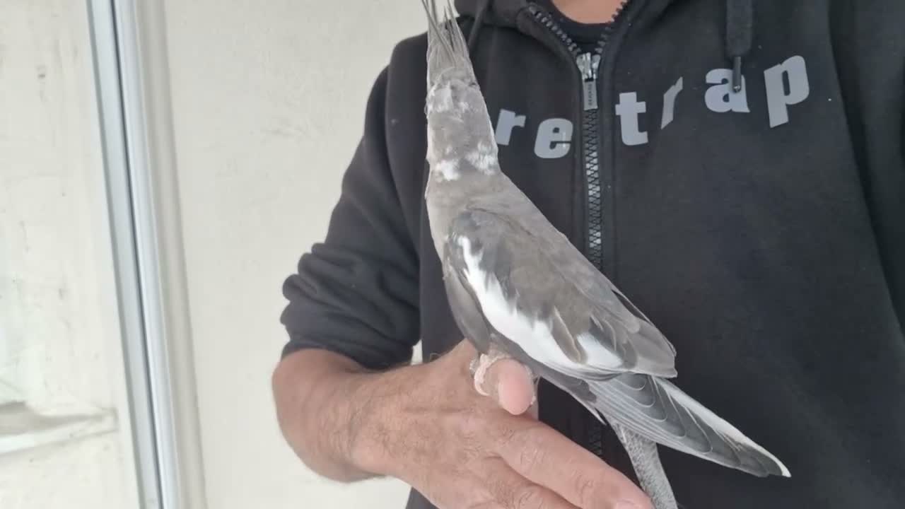 Cockatiels birds for sale: Super Tamed baby Cockatiel for sale - Video 1