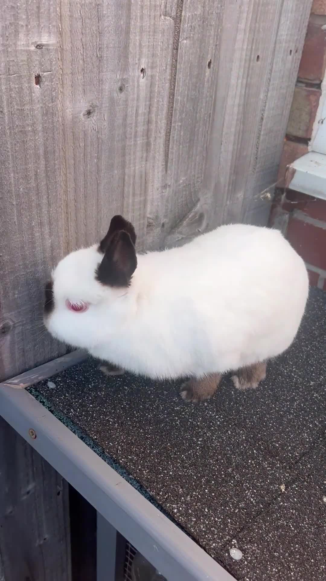 Netherland Dwarf rabbits for sale: Adult Himalayan Netherland Dwarf Doe - Video 1