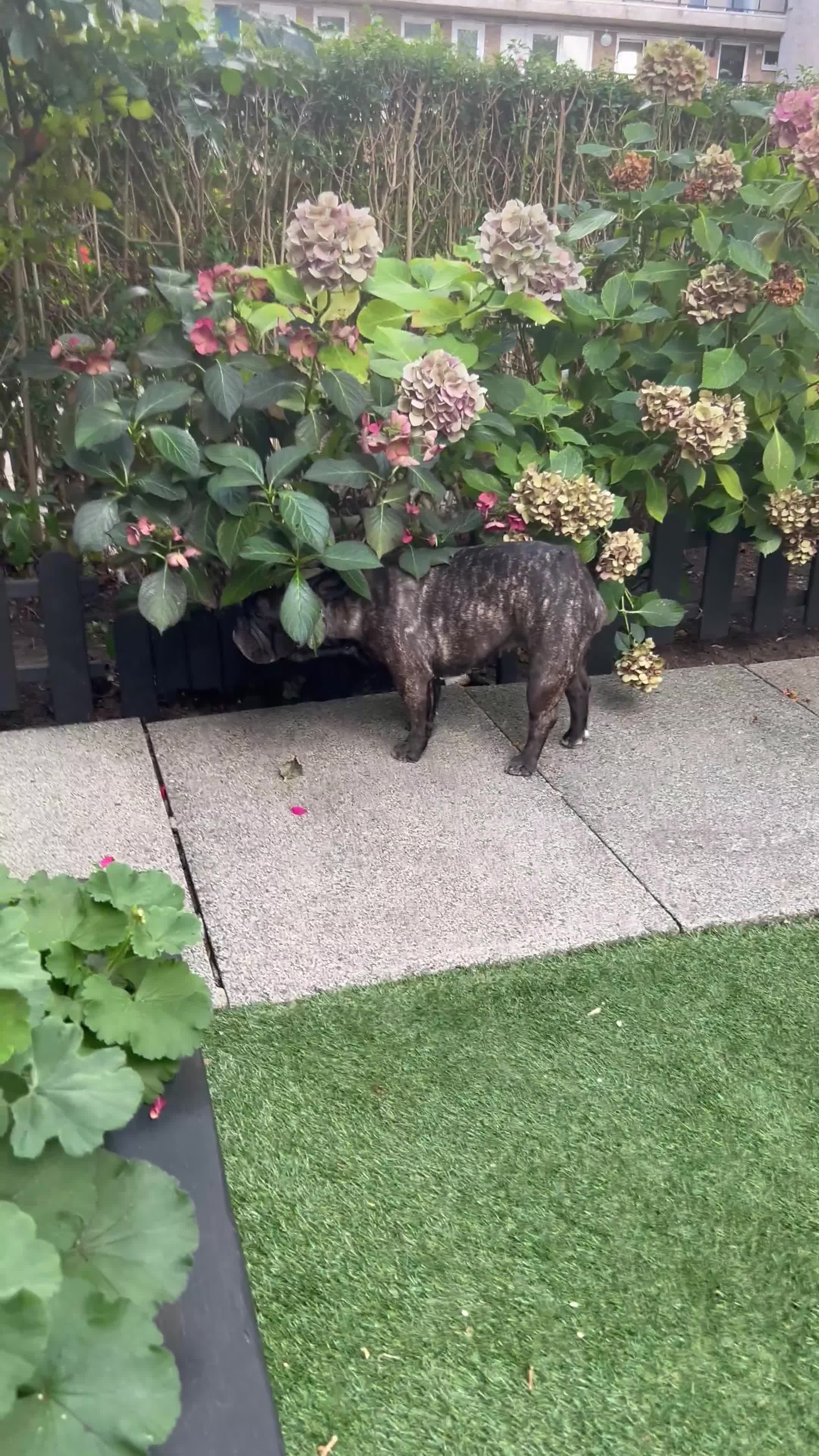 French Bulldog dogs for sale: Coco 5Yo French Bulldog - Video 1