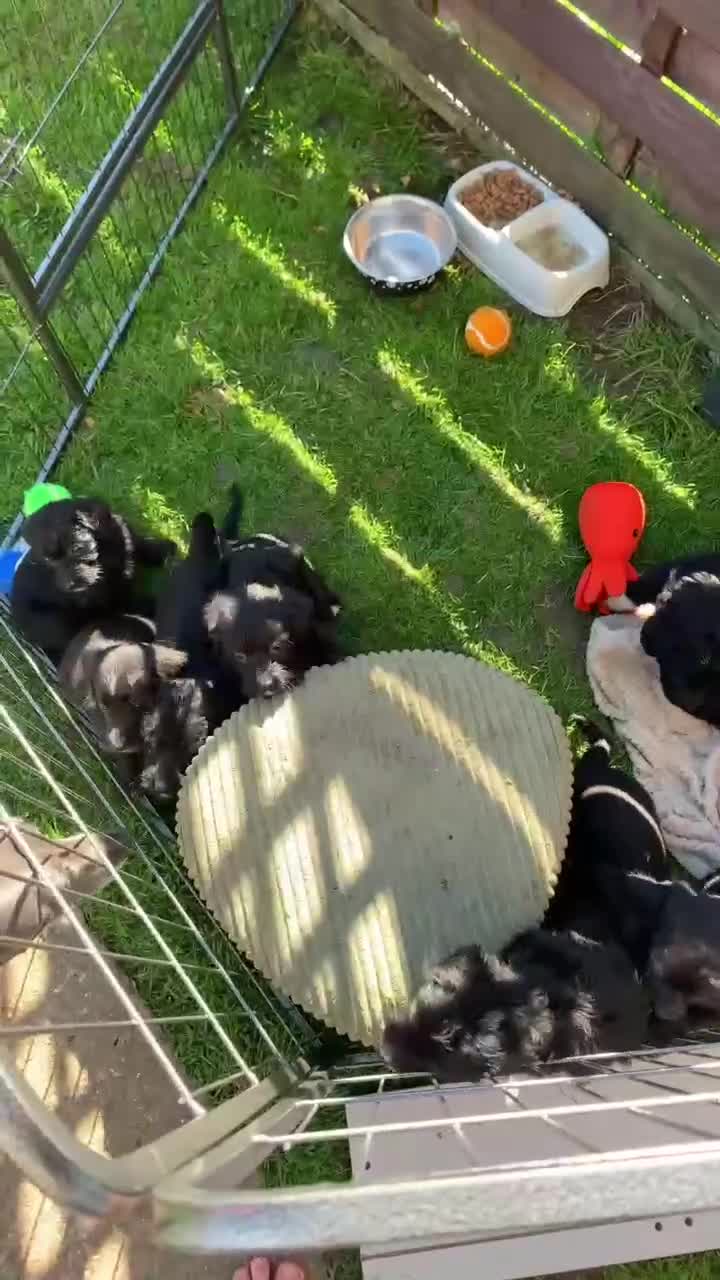 Mixed Breed dogs for sale: Whippet cross toy poodle   - Video 1