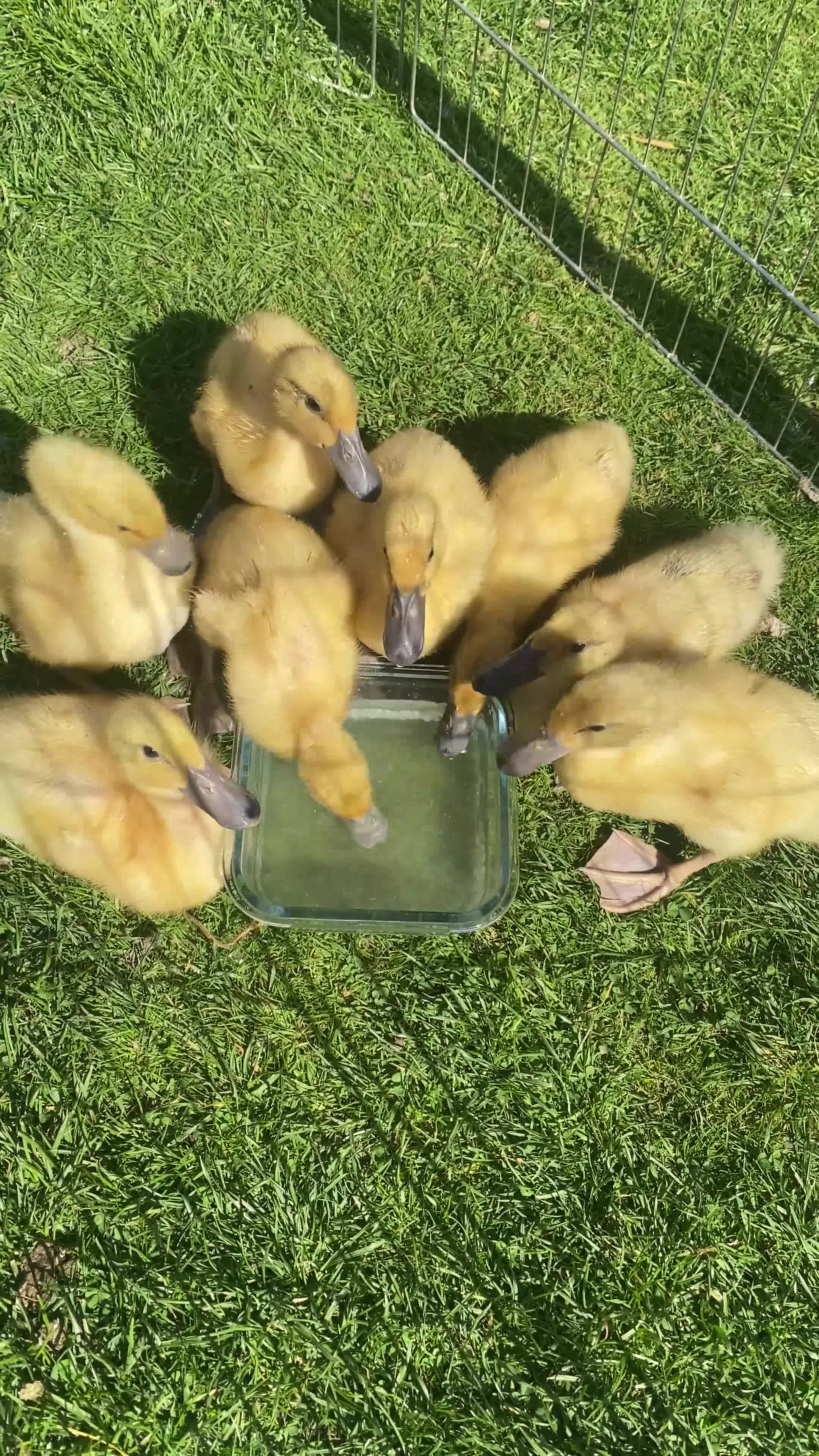 Ducks poultry for sale: *RESERVED* Abacot Ranger Breeding Pair  - Video 2