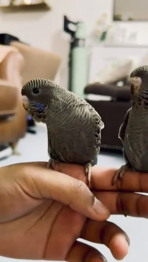 Budgerigars birds for sale: Beautiful bf split bw/helicopter babies available  - Video 5
