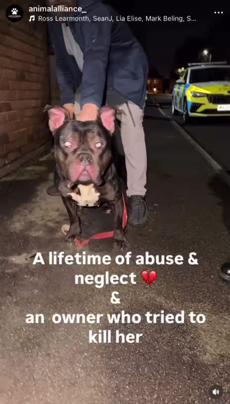 American Bully dogs for adoption: 💔 ABUSED & SEARCHING FOR HELP 💔 TIME RUNNING OUT - Video 1