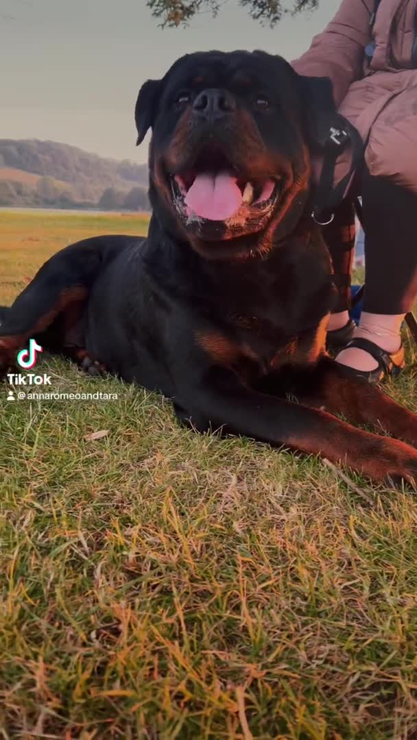 Rottweiler dogs for stud: LARGE STUNNING HEALTH TESTED KC STUD in Cardiff - Video 1