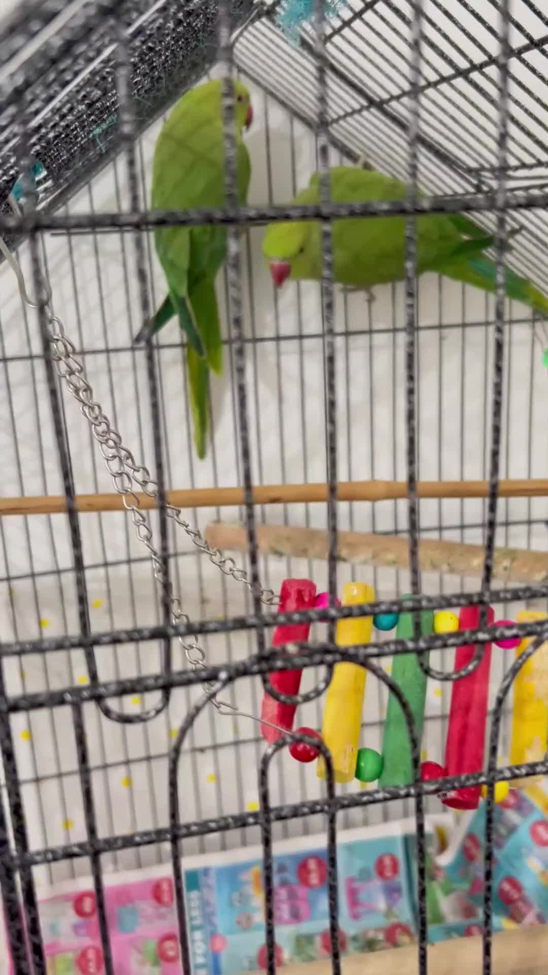Ringnecks birds for sale: Indian ringneck parrots - Video 1