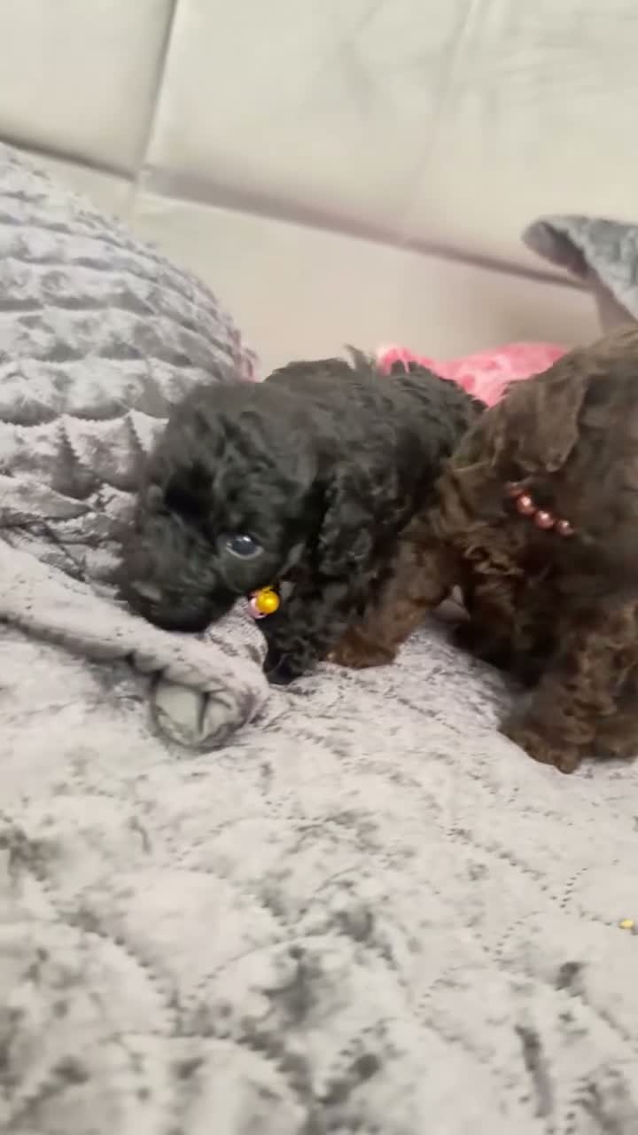 Toy Poodle dogs for sale: Beautiful Family Companions in Preston - Video 1