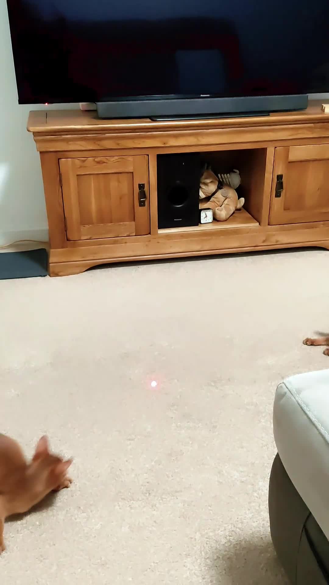 Abyssinian cats for sale: Beautiful Abyssinian Kittens 🐈 - Video 1