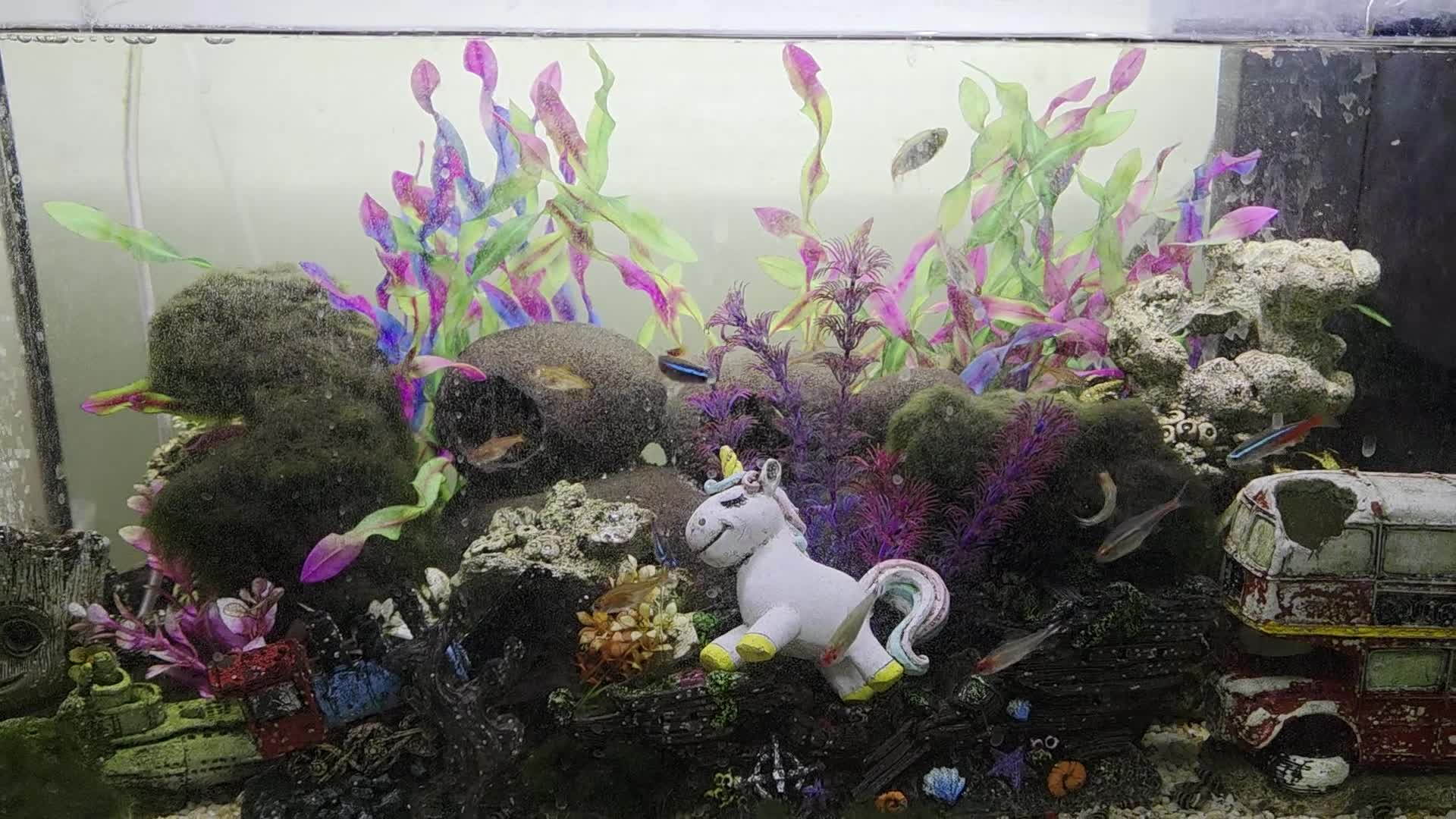 Tetras fish for sale: 🐟🦐🐌Various tropical fish, snails and shrimp in Milton Keynes - Video 2