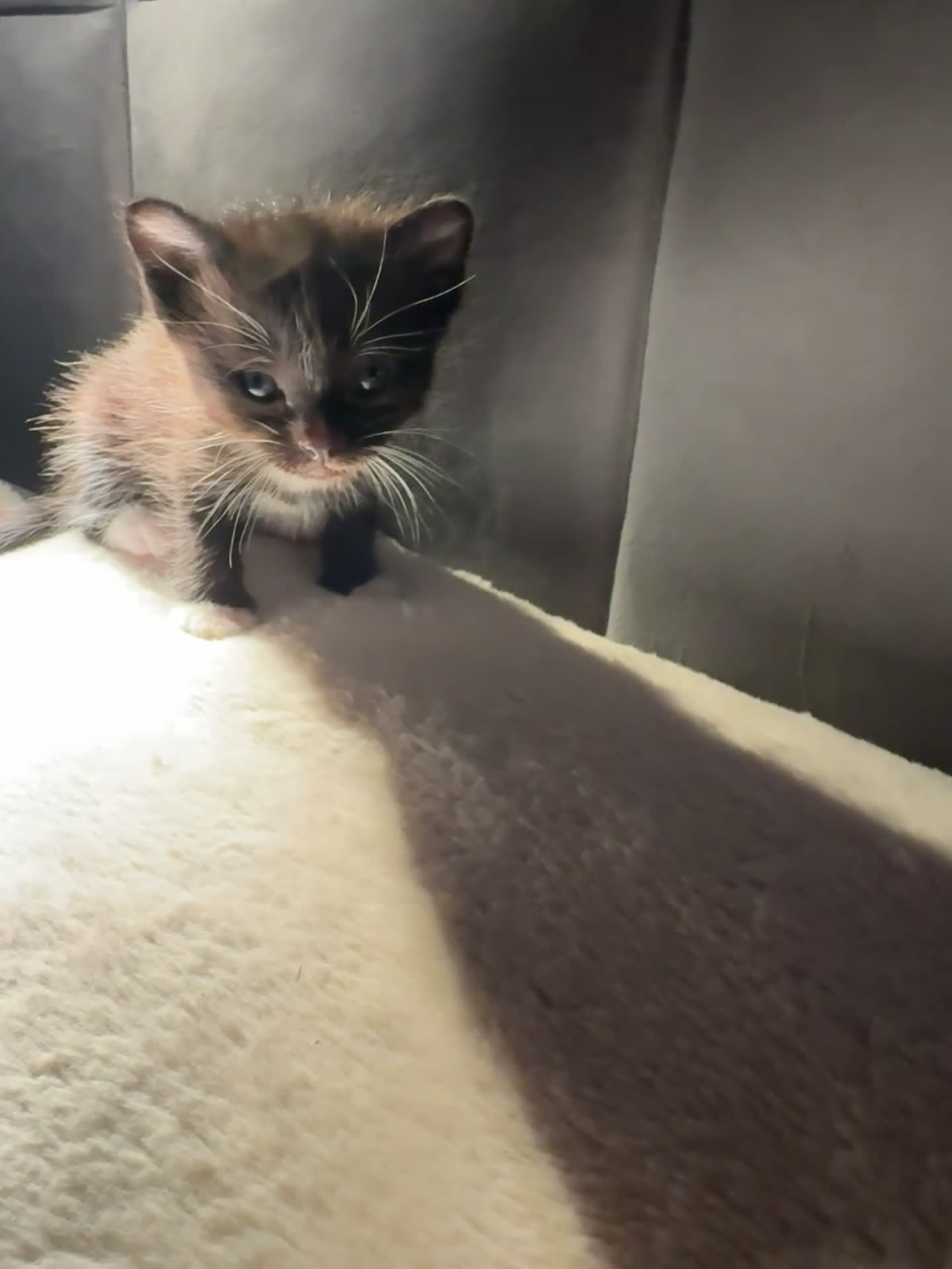 Mixed Breed cats for sale: Tigers angels - Video 1