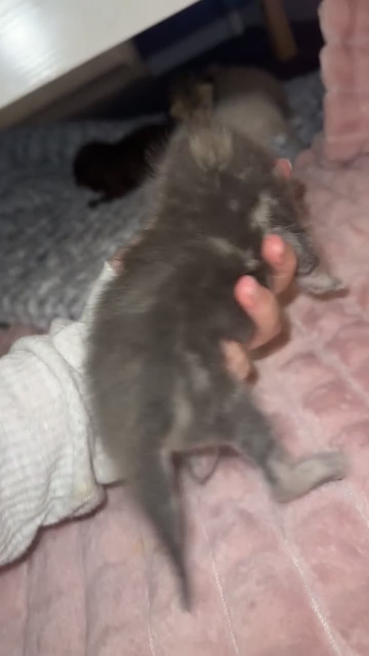 Scottish Fold cats for sale: Scottish fold kittens  - Video 3