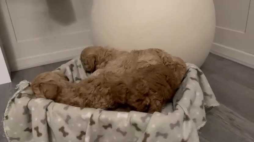 Cavapoo dogs for sale: F1B Cavapoo puppies  - Video 1