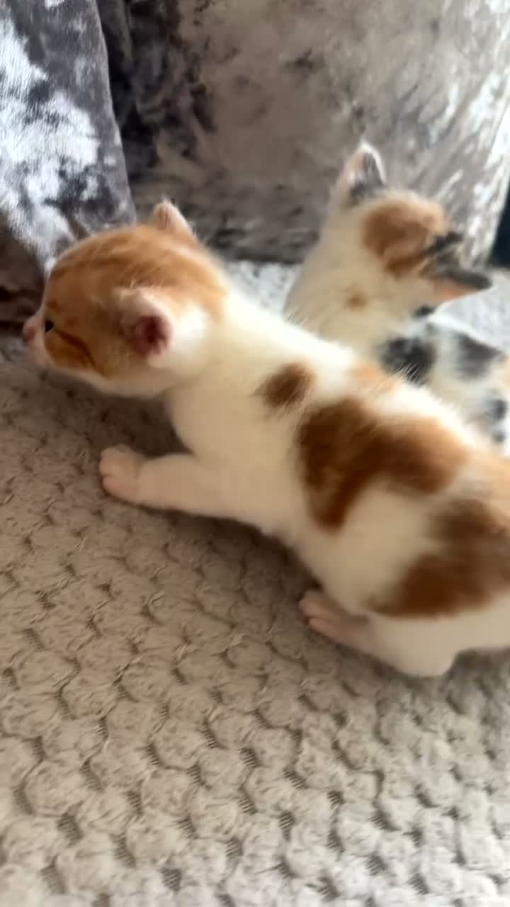 Domestic Shorthair cats for sale: Domestic Shorthair kittens - Video 2