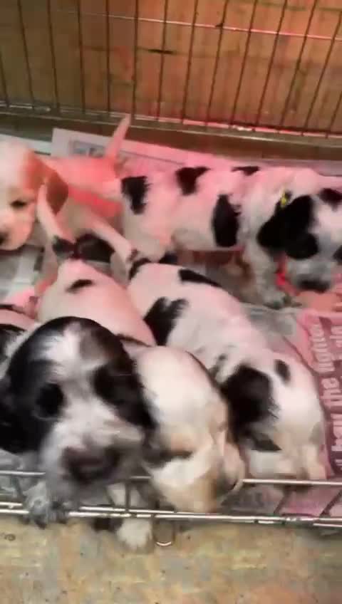 Cocker Spaniel dogs for stud: ♠️Vonrockas Ace of Spades of Arihzans♠️ in Aldershot - Video 1