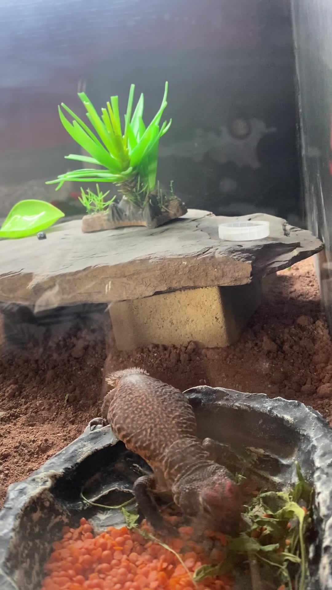 Lizard reptiles for sale: Moroccan Uromastyx (+/- set up)  in Glasgow - Video 2