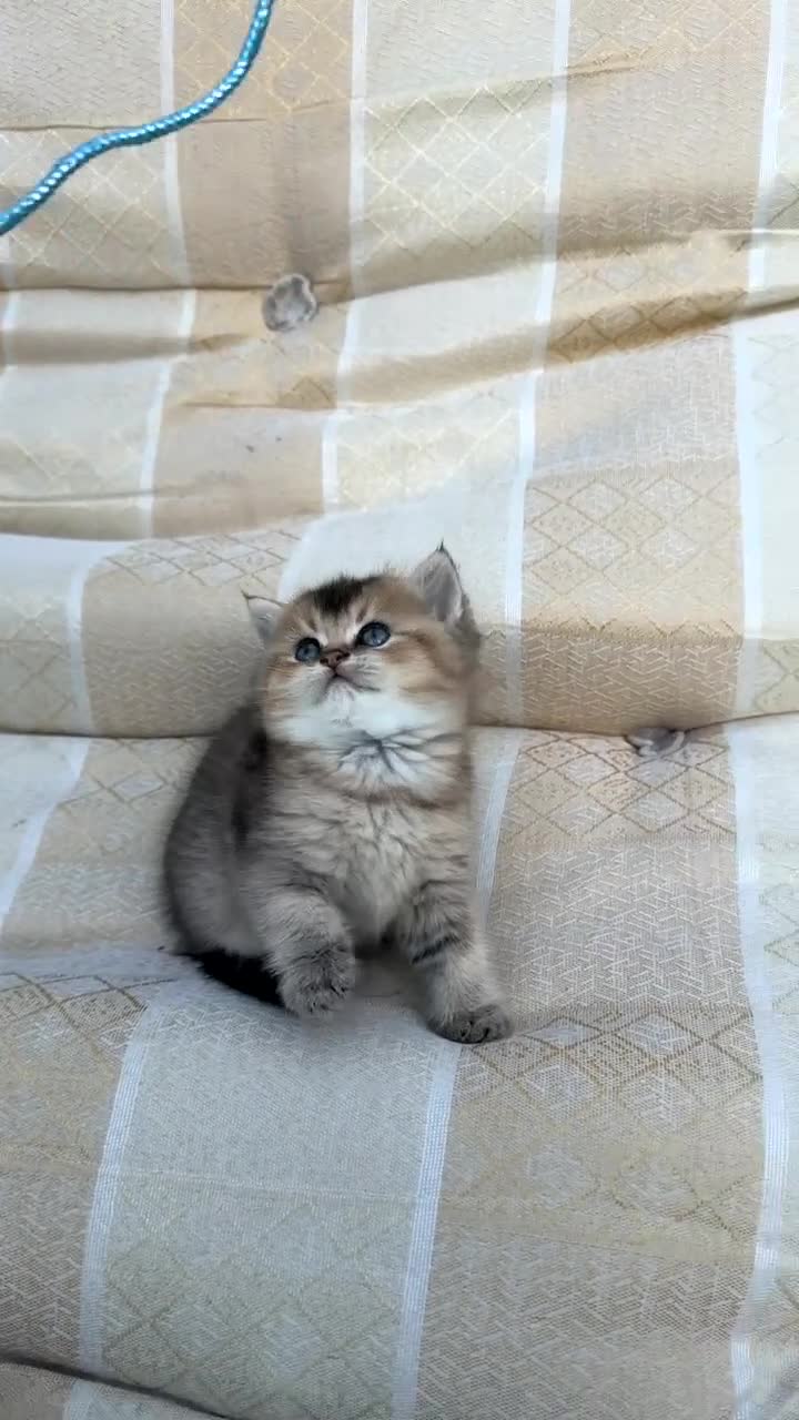 British Shorthair cats for sale: British Shorthair Cats - Video 2