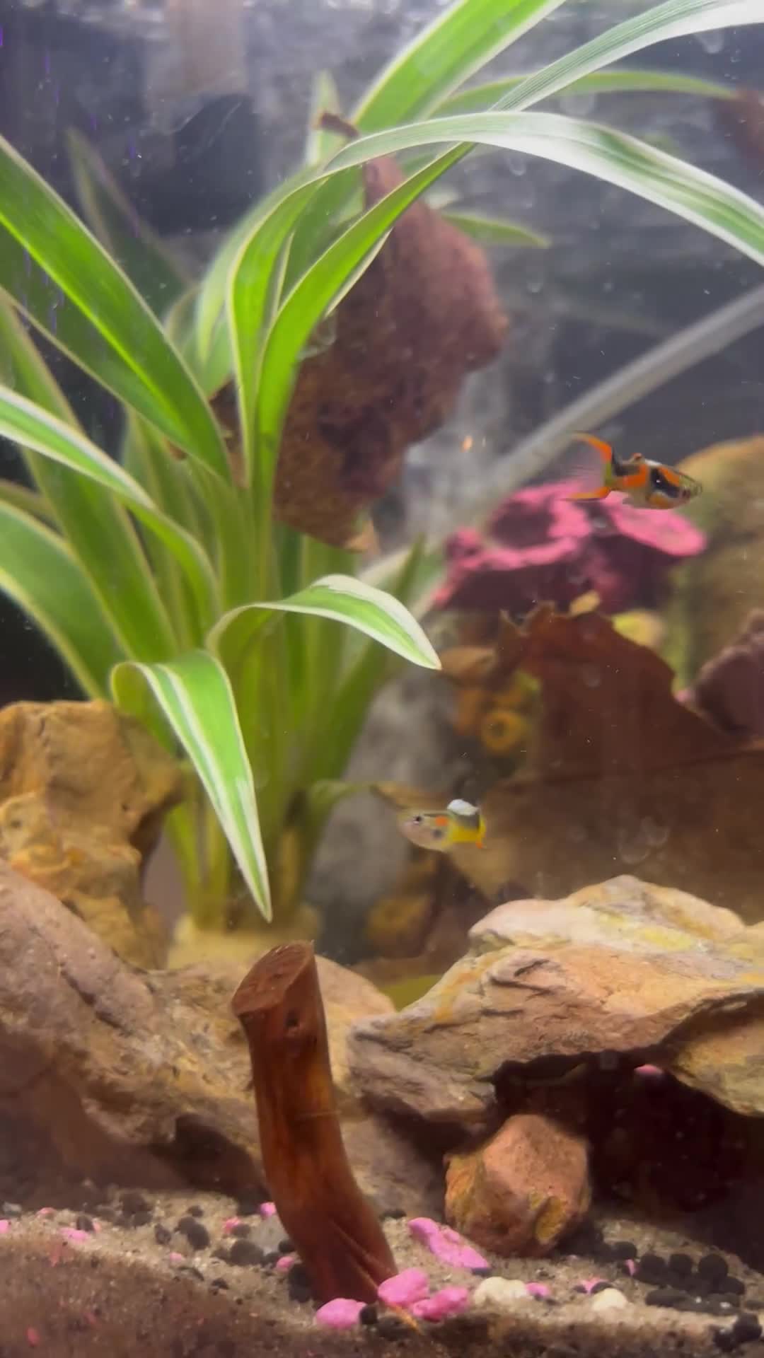 Other/Mixed Breed fish for sale: 5 beautiful male endlers guppies - Video 1