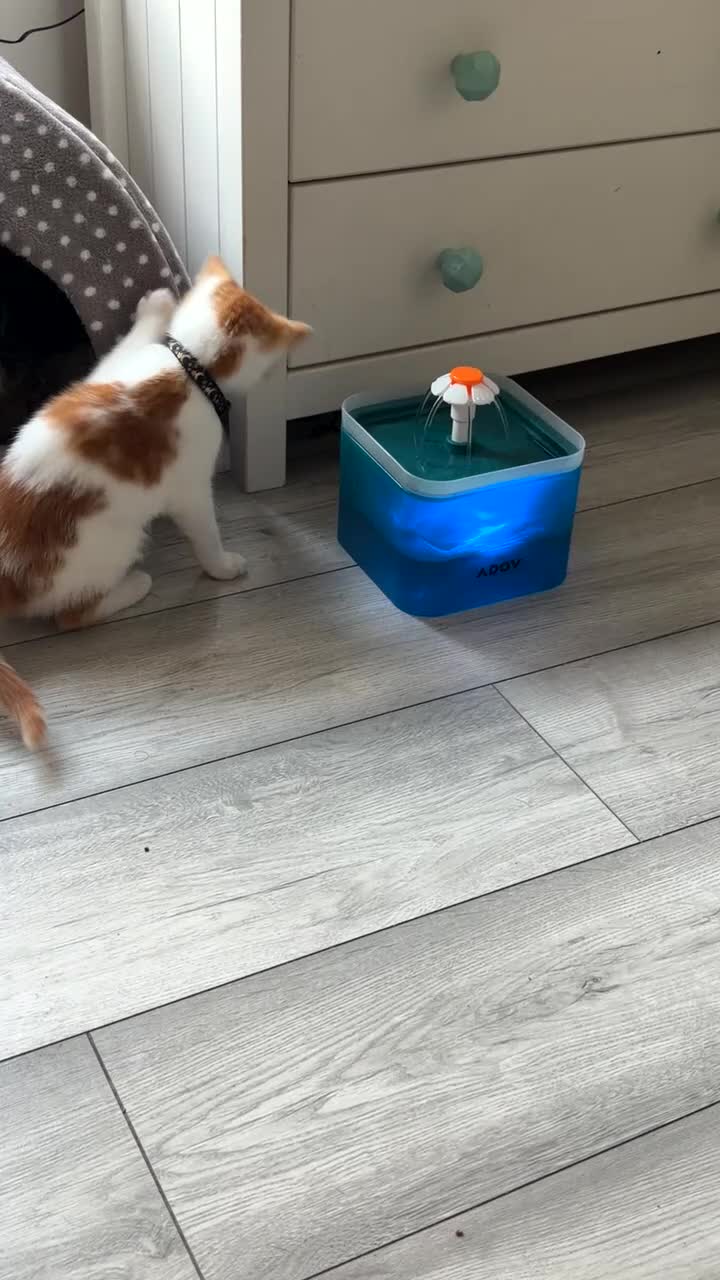 Ragdoll cats for sale: Mixed ragdoll kitten  in Nottingham - Video 1