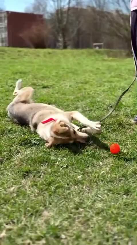 Mixed Breed dogs for adoption: 💖🐶 NINA 🐶💖 - Video 5