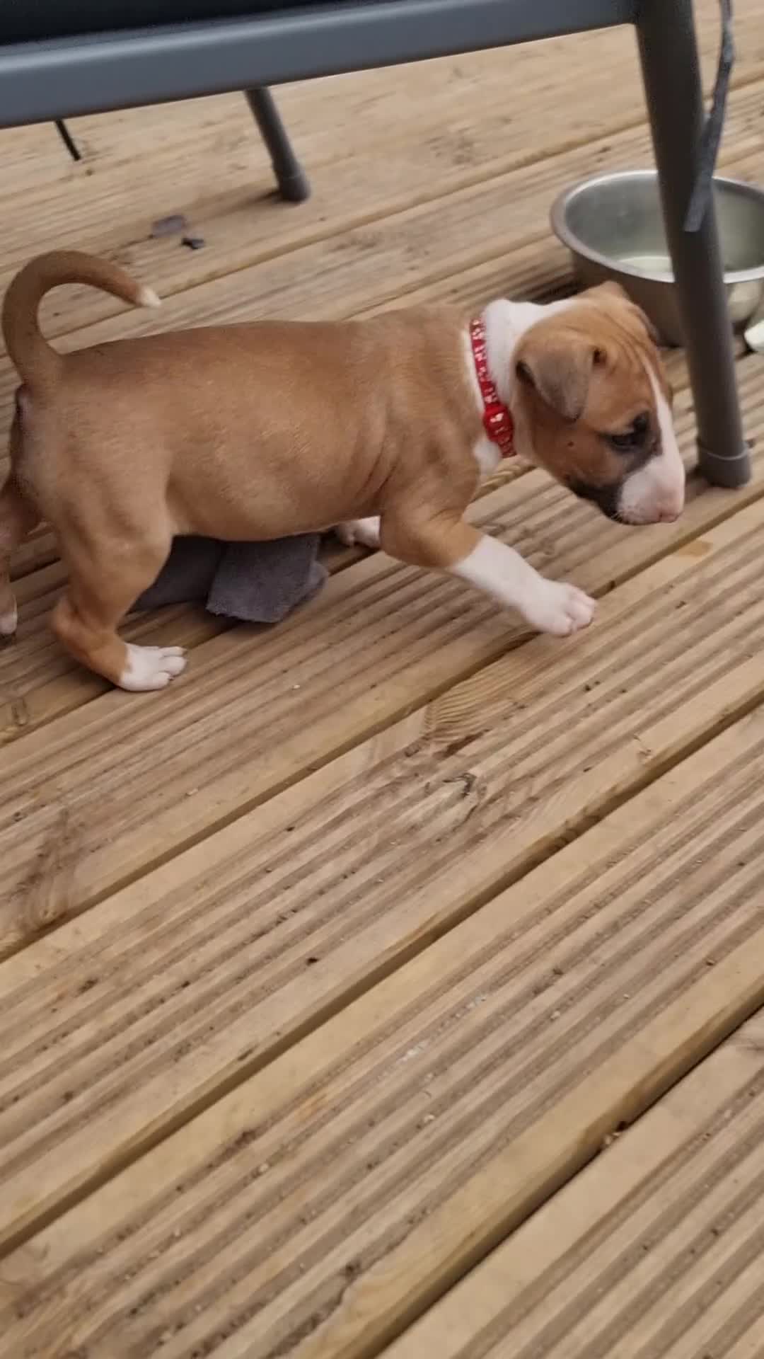 English Bull Terrier dogs for sale: English bull terrier !!! Last boy !!! - Video 1