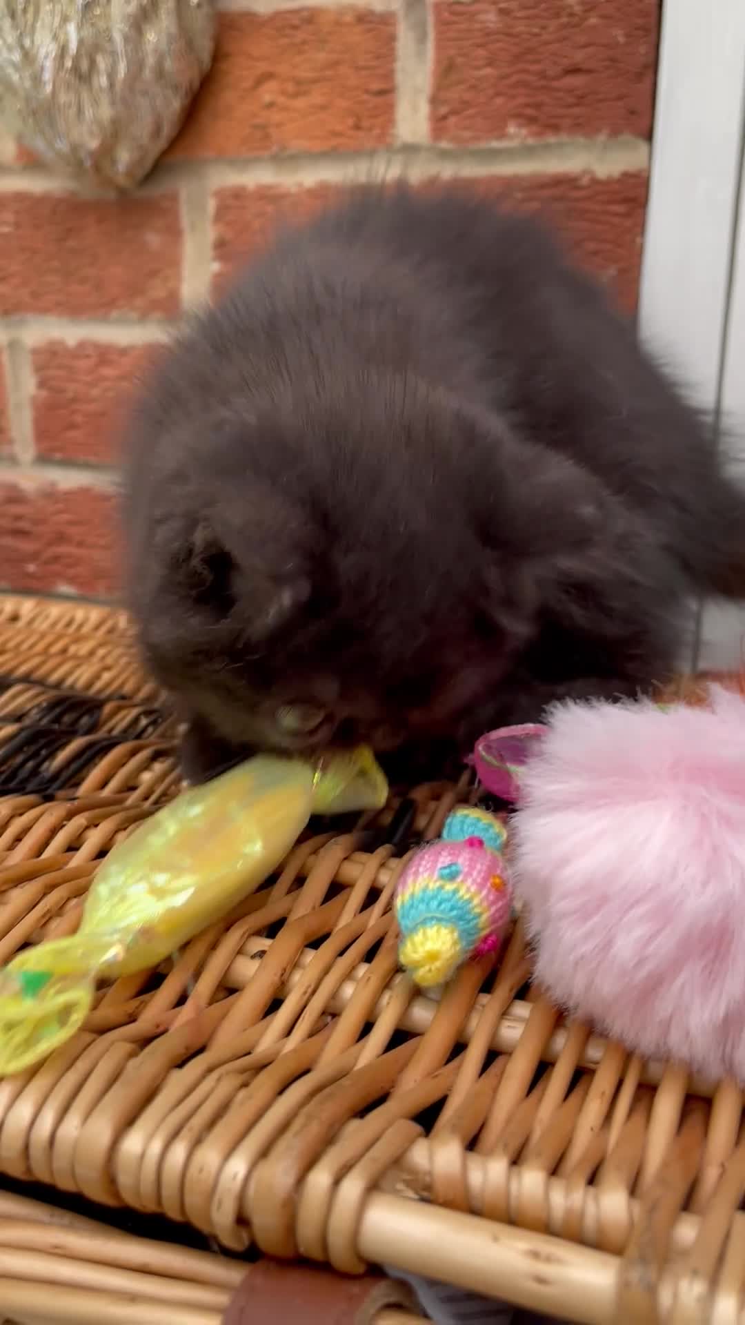 Exotic cats for sale: 💙Beautiful Exotic Shorthair Boy Kittens💙 - Video 2