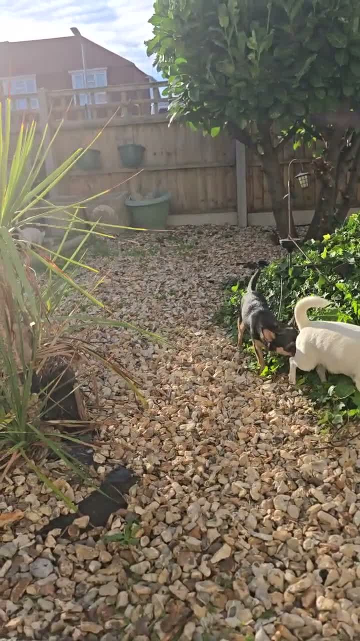 Chihuahua dogs for sale: Male Chihuahua puppy - Video 1