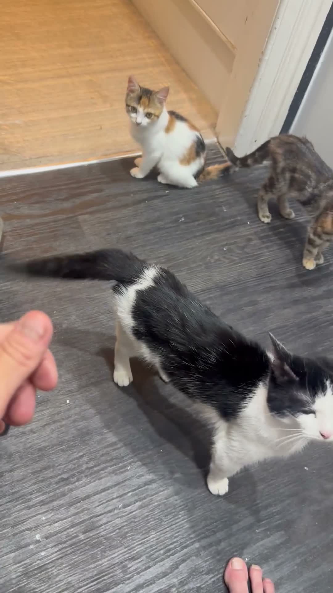 Mixed Breed cats for sale: Looks at description! in Huddersfield - Video 2
