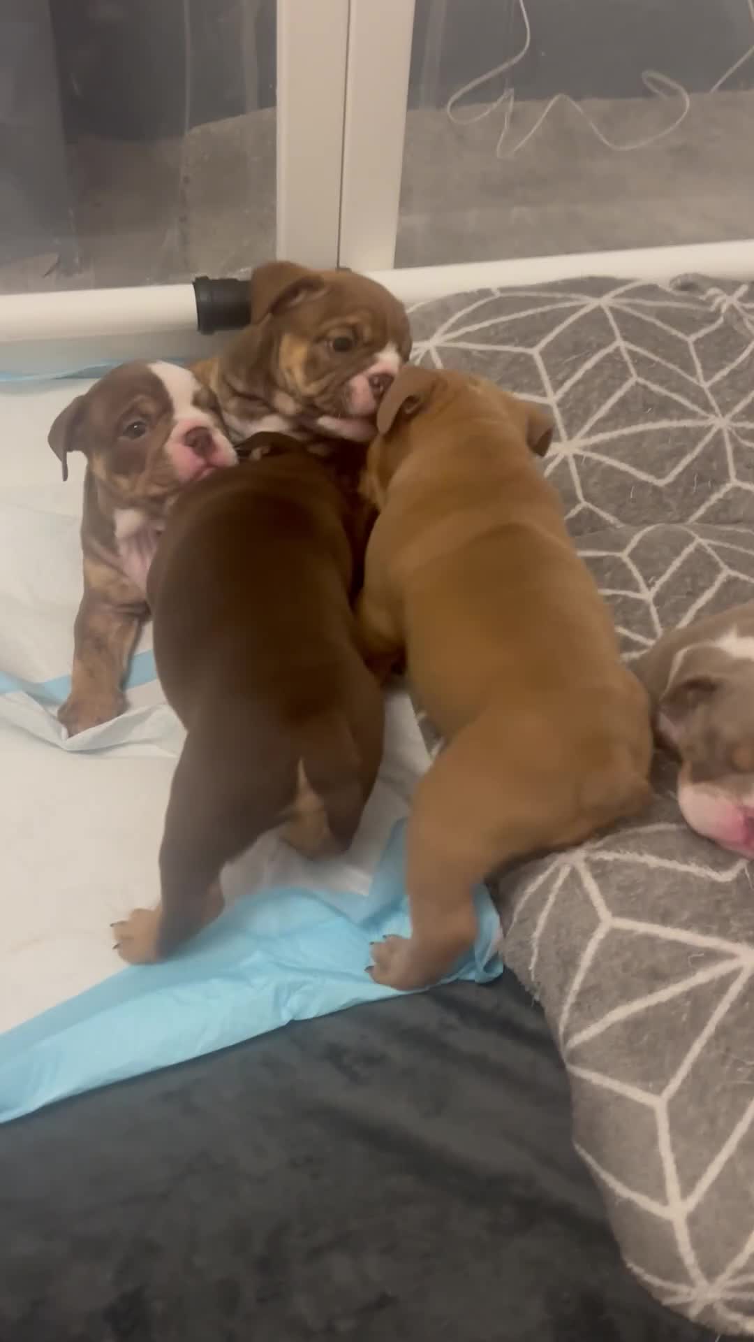 English Bulldog dogs for sale: REDUCED LAST 2 BULLDOG GIRLS ( choc tan) - Video 1