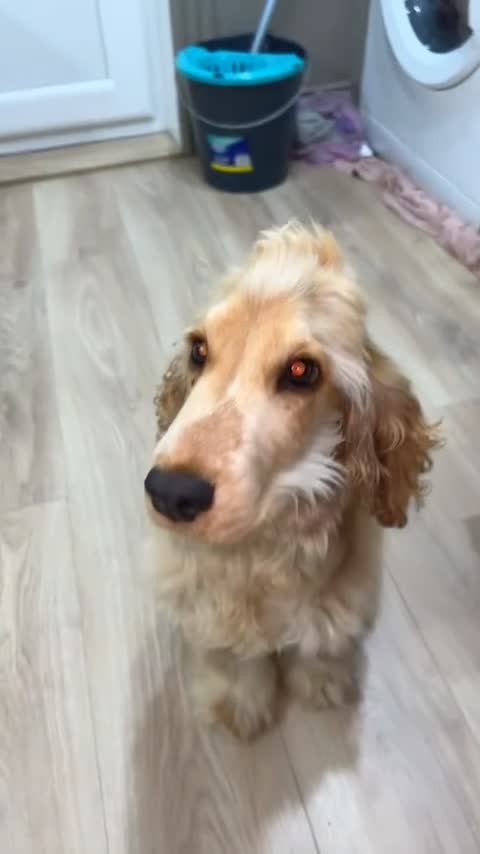 Cocker Spaniel dogs for sale: Male cocker spaniel puppy  - Video 1