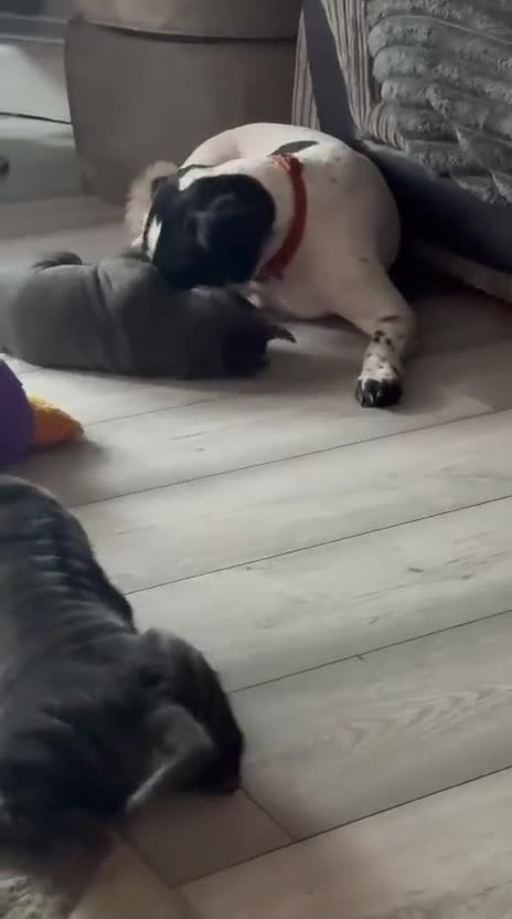 Mixed Breed dogs for sale: 2 female Shar Pei cross spaniel pups  - Video 1