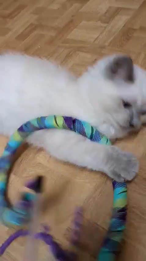Ragdoll cats for sale: 💛*GCCF Registered *💛Pedigree Ragdoll kittens - Video 1