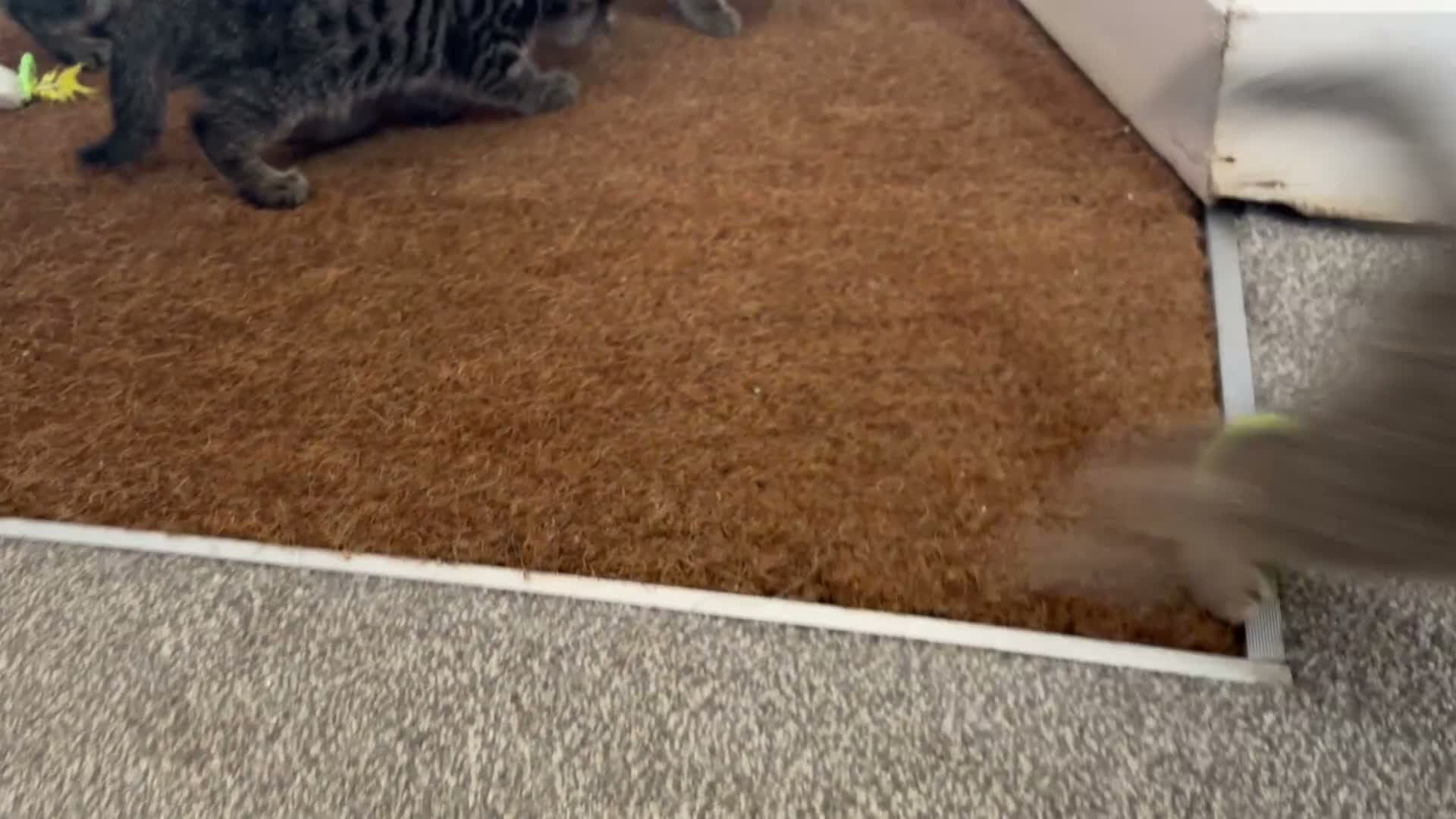 Savannah cats for sale: Savannah kittens  in Taunton - Video 3