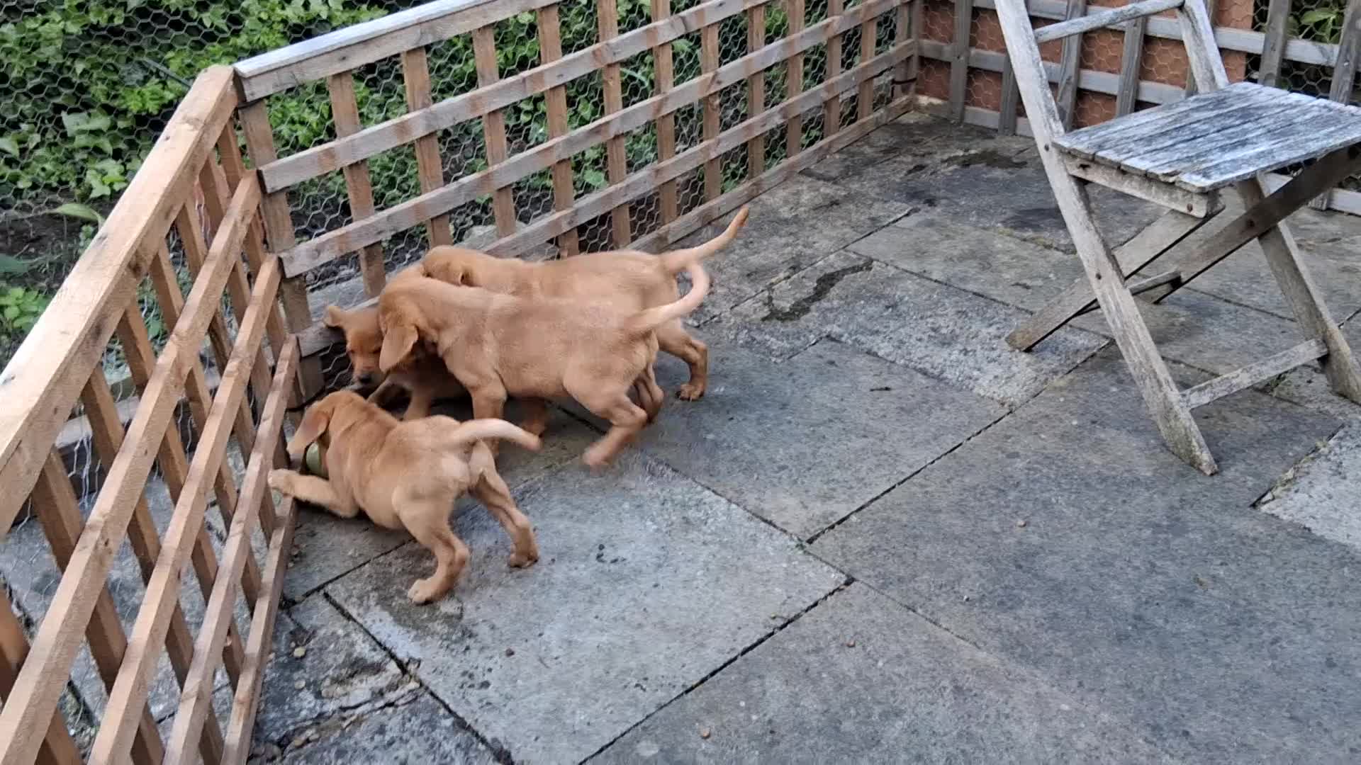 Labrador Retriever dogs for sale:  Working Labrador puppies - Video 1