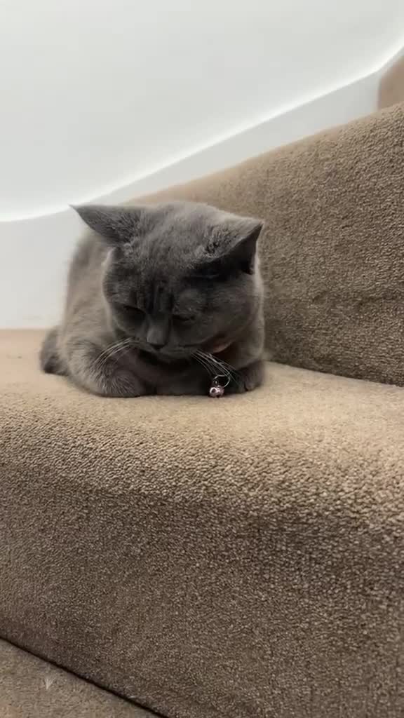 British Shorthair cats for sale: Grey British shorthair  - Video 1