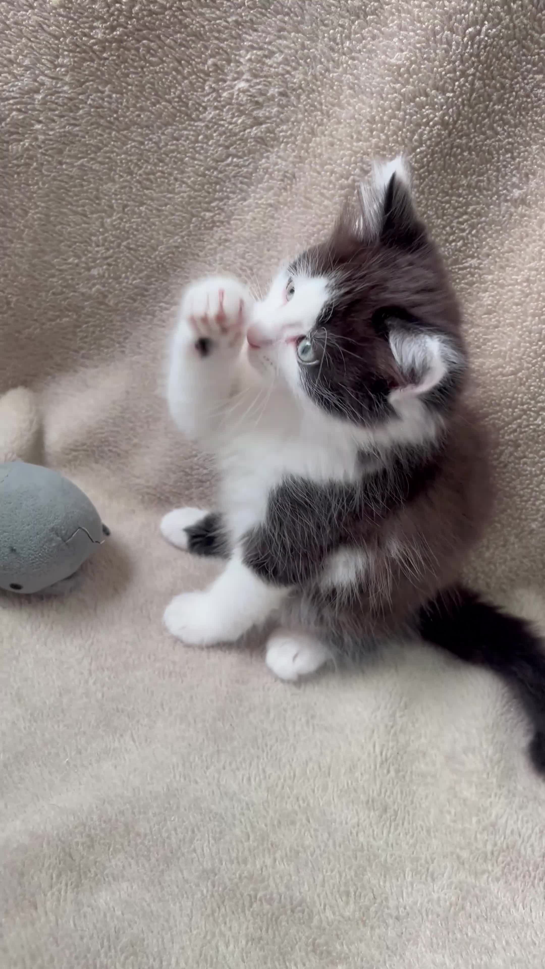 Mixed Breed cats for sale: Beautiful fluffy Russian blue mixed breed kitten - Video 2