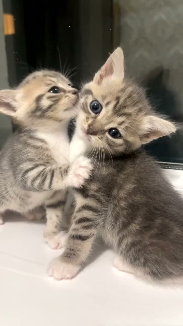 Domestic Shorthair cats for sale: Kittens ready to go!! - Video 1