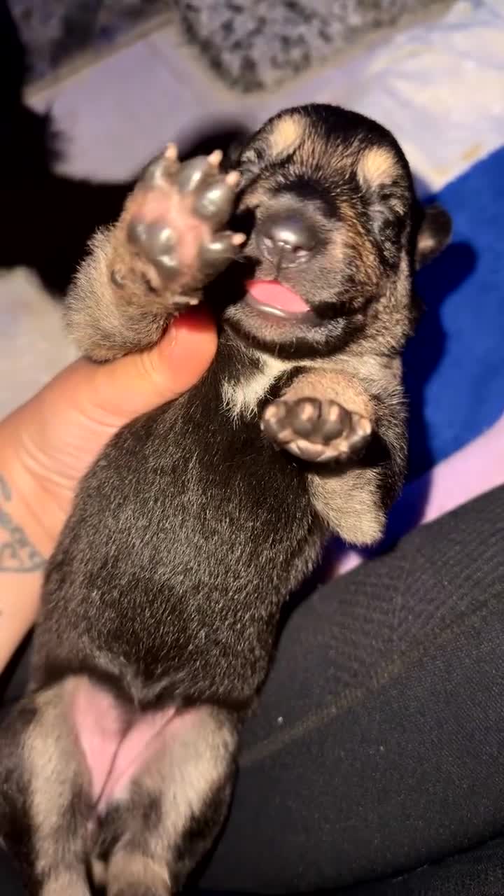 German Shepherd dogs for sale: German shepherd puppies  - Video 2
