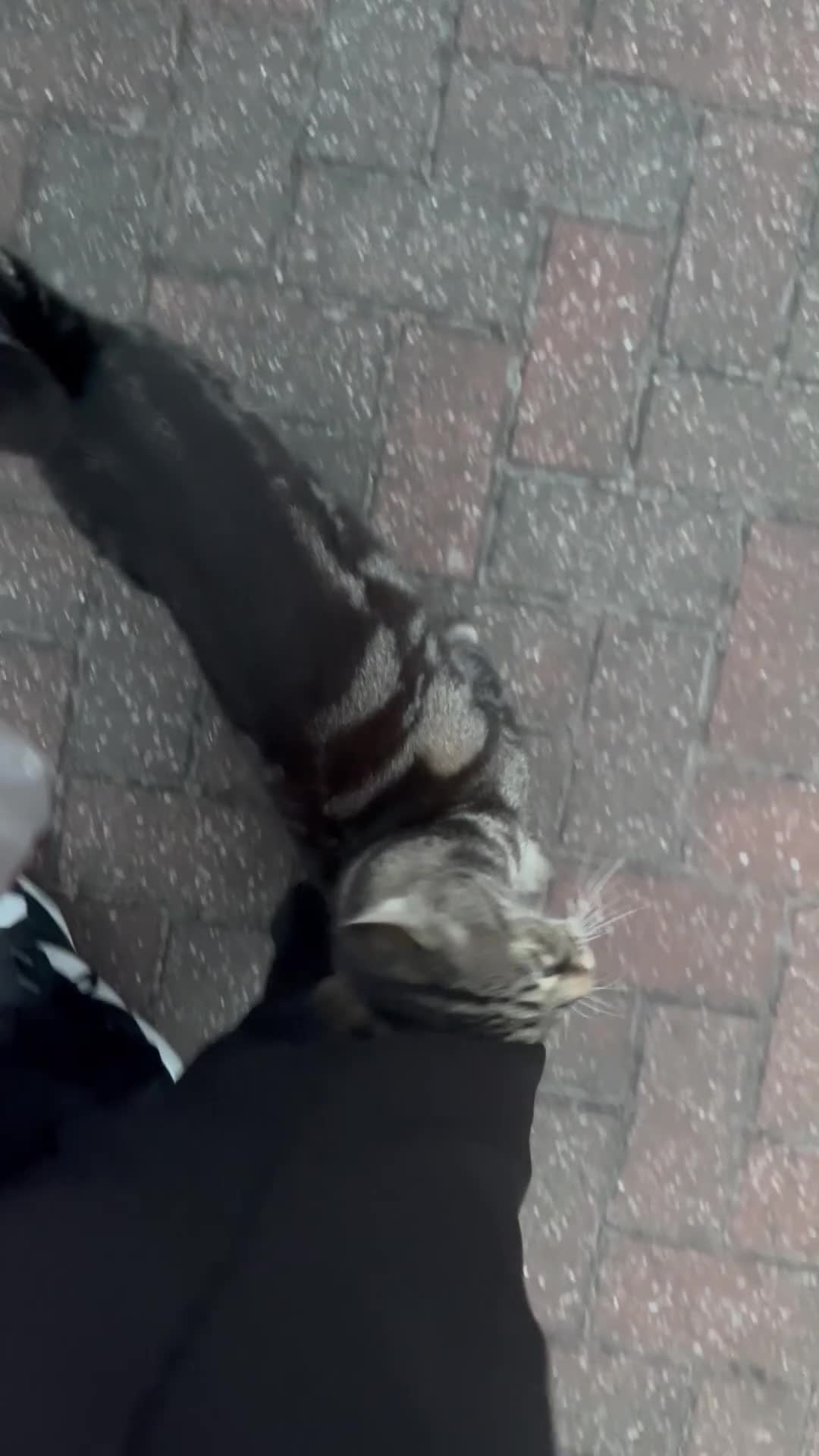 Mixed Breed cats for sale: Affectionate cat  - Video 1