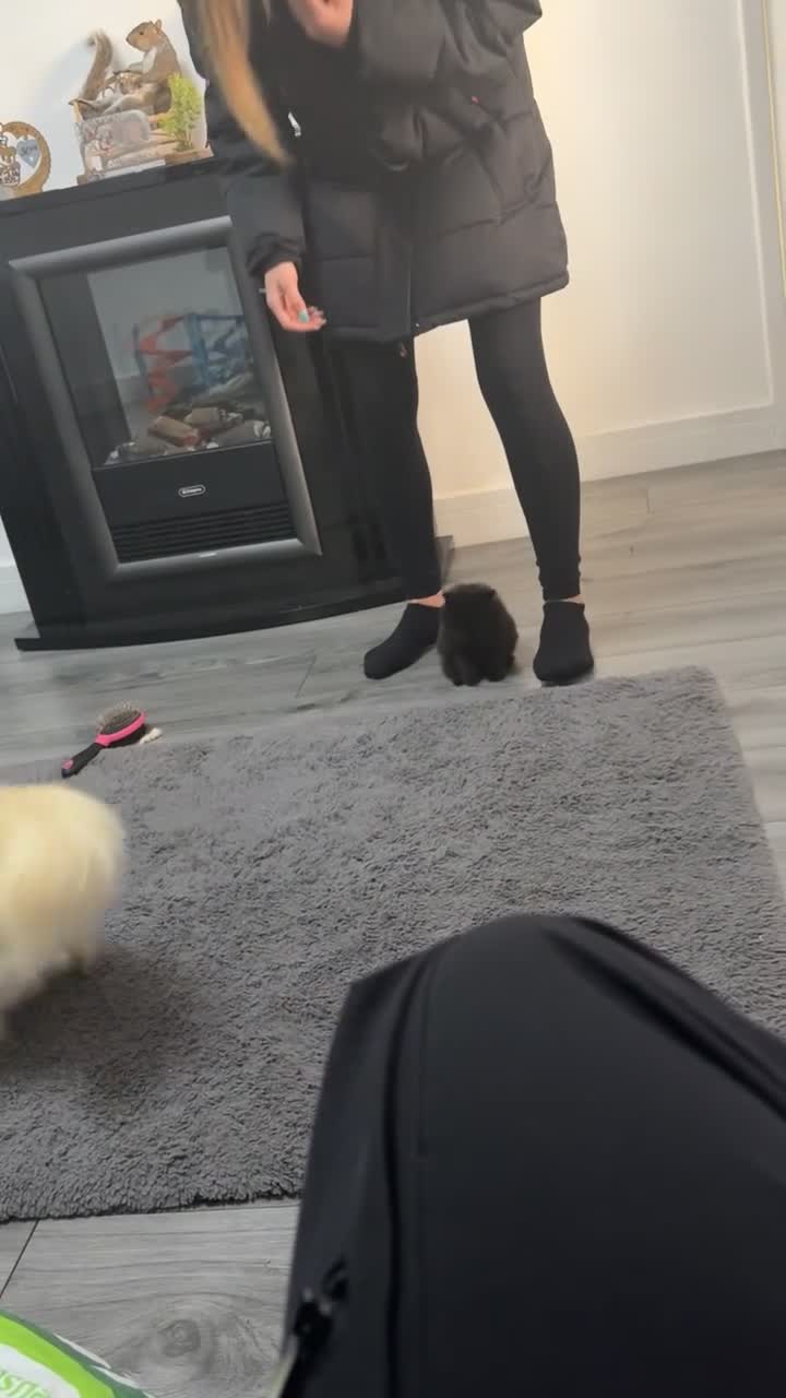 Pomeranian dogs for sale: Pomeranian puppies - Video 5