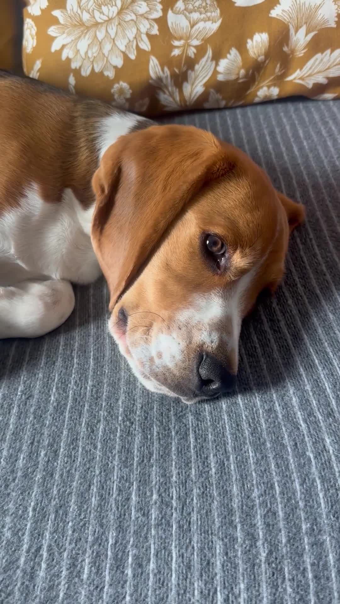 Beagle dogs for sale: Beautiful boy Beagle nearly 6 months old  - Video 2