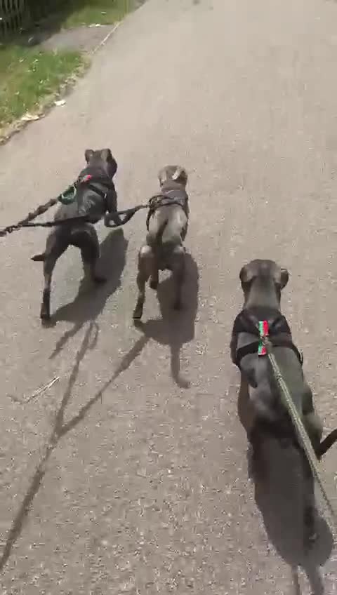 Staffordshire Bull Terrier dogs for sale: Female Staffordshire bull terrier blue/brindle  - Video 1