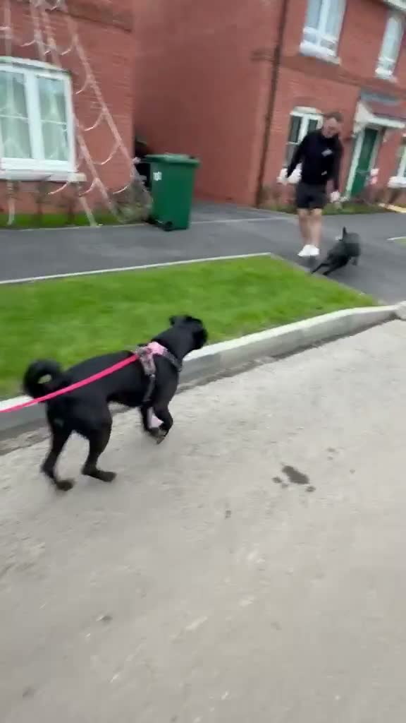 Mixed Breed dogs for adoption: ❤️🐶 JADA – A GIRL WITH THE SOFTEST HEART - Video 4