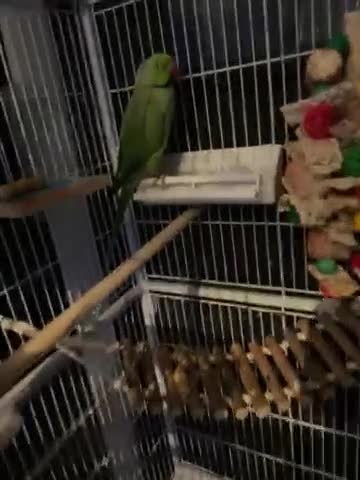 Parrots birds for sale: Irn parrot  - Video 1