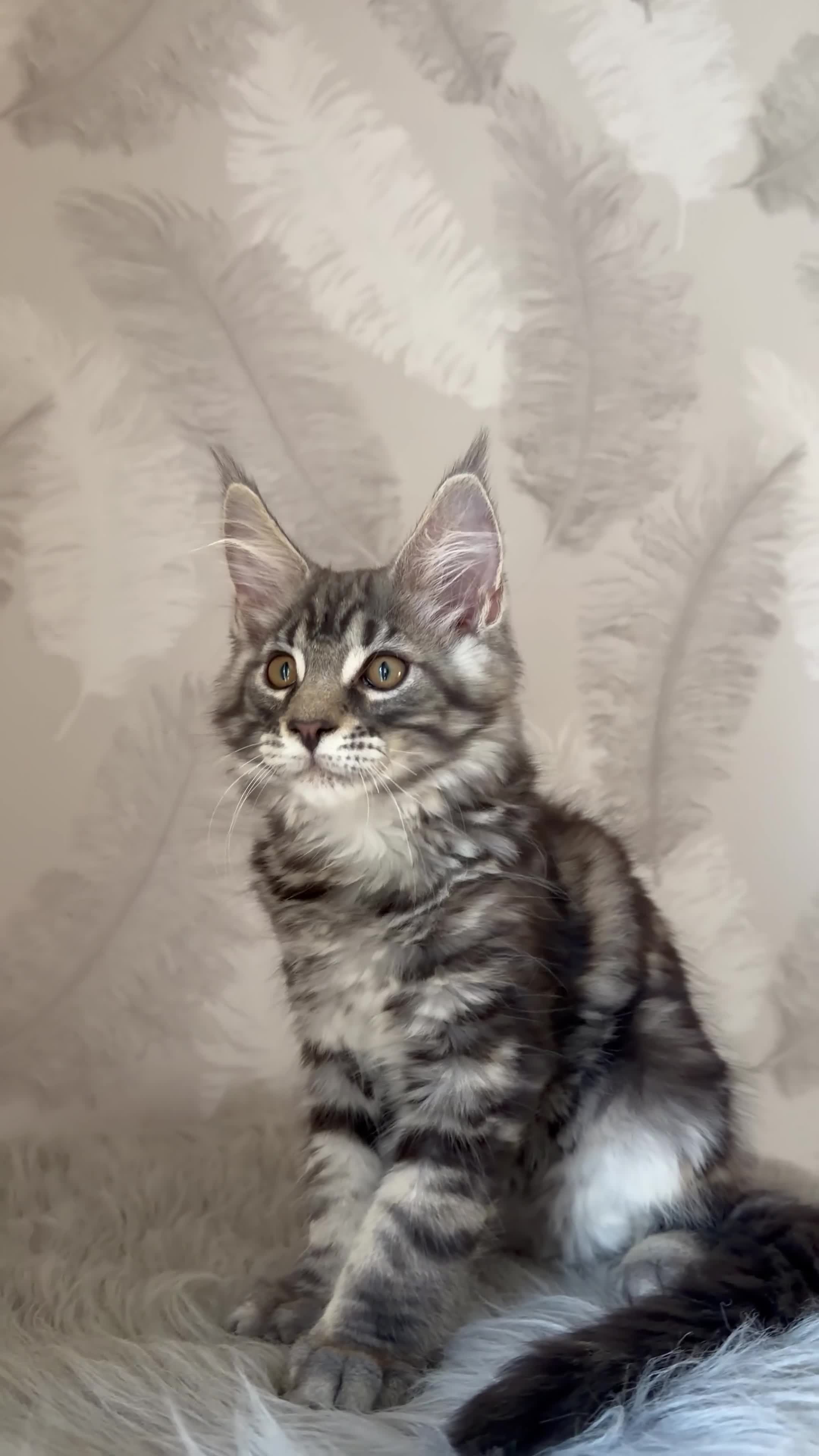 Maine Coon cats for sale: TICA registered Maine Coon kittens - Video 2